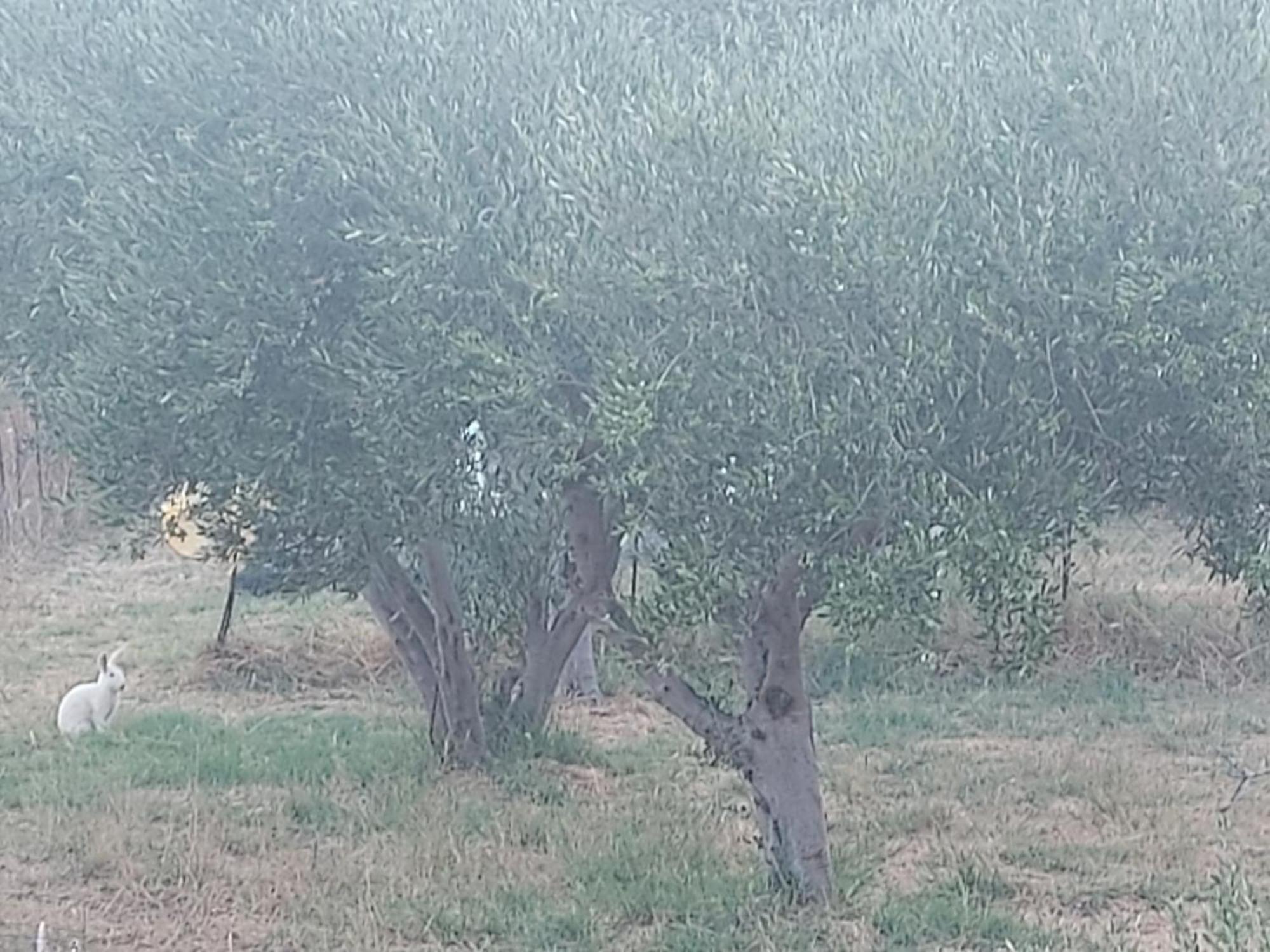 Вилла Principessa Telendos Kalymnos Town Экстерьер фото